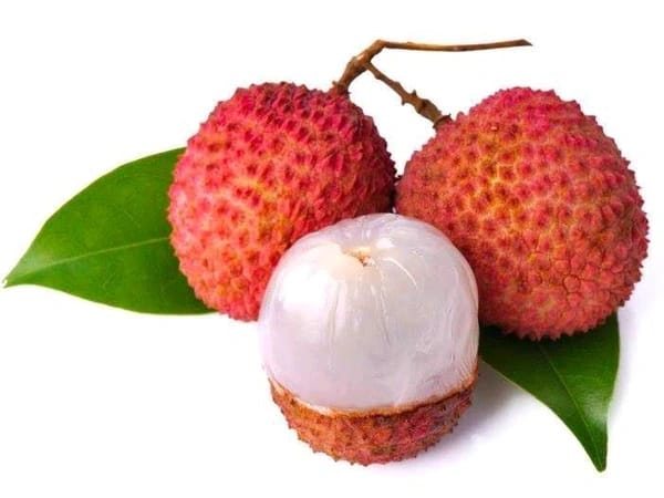 Ata Bombay Lichi 3ft